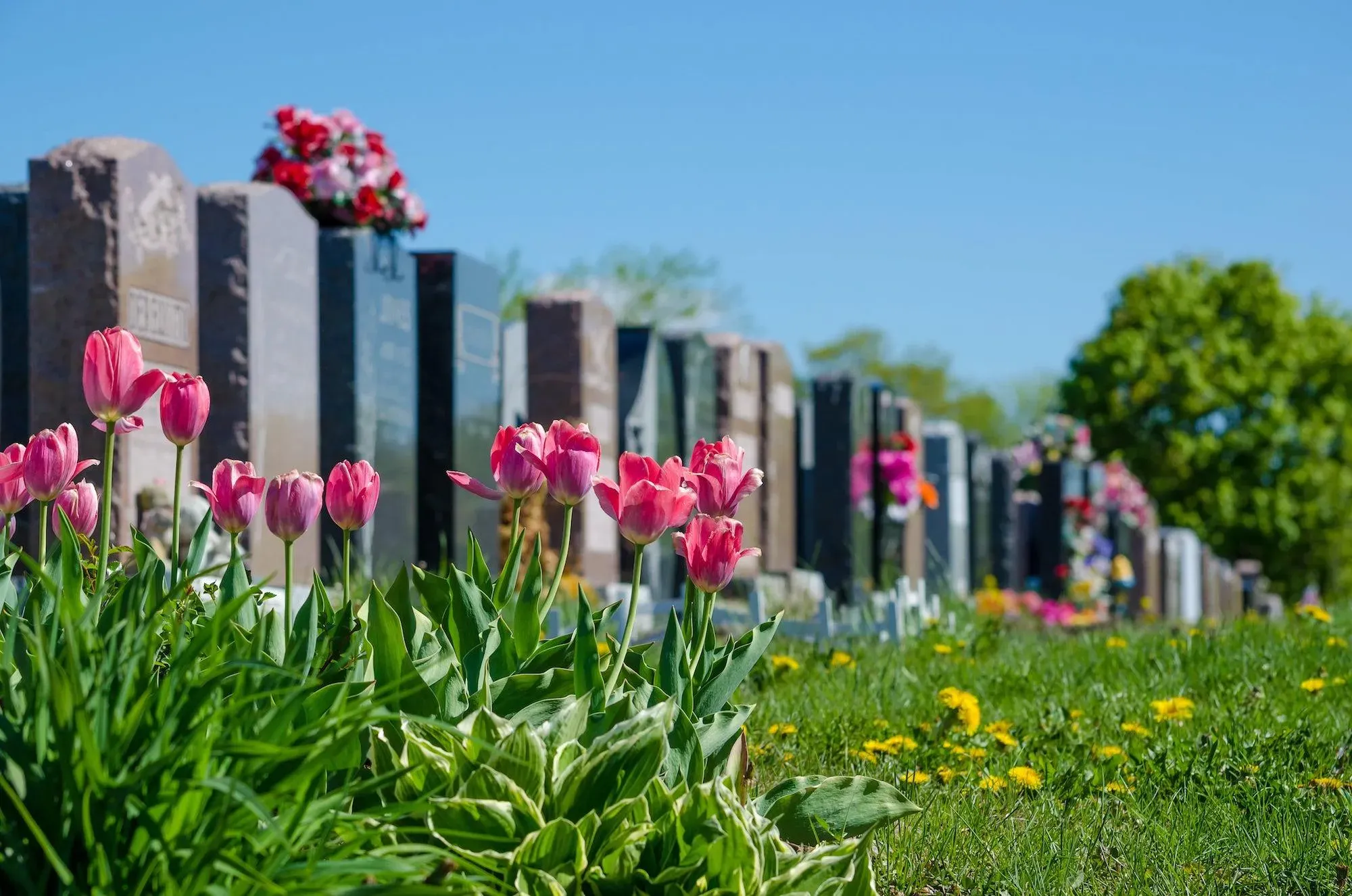 Tulipes roses en fleur devant une alignée de monuments funéraires en granite.